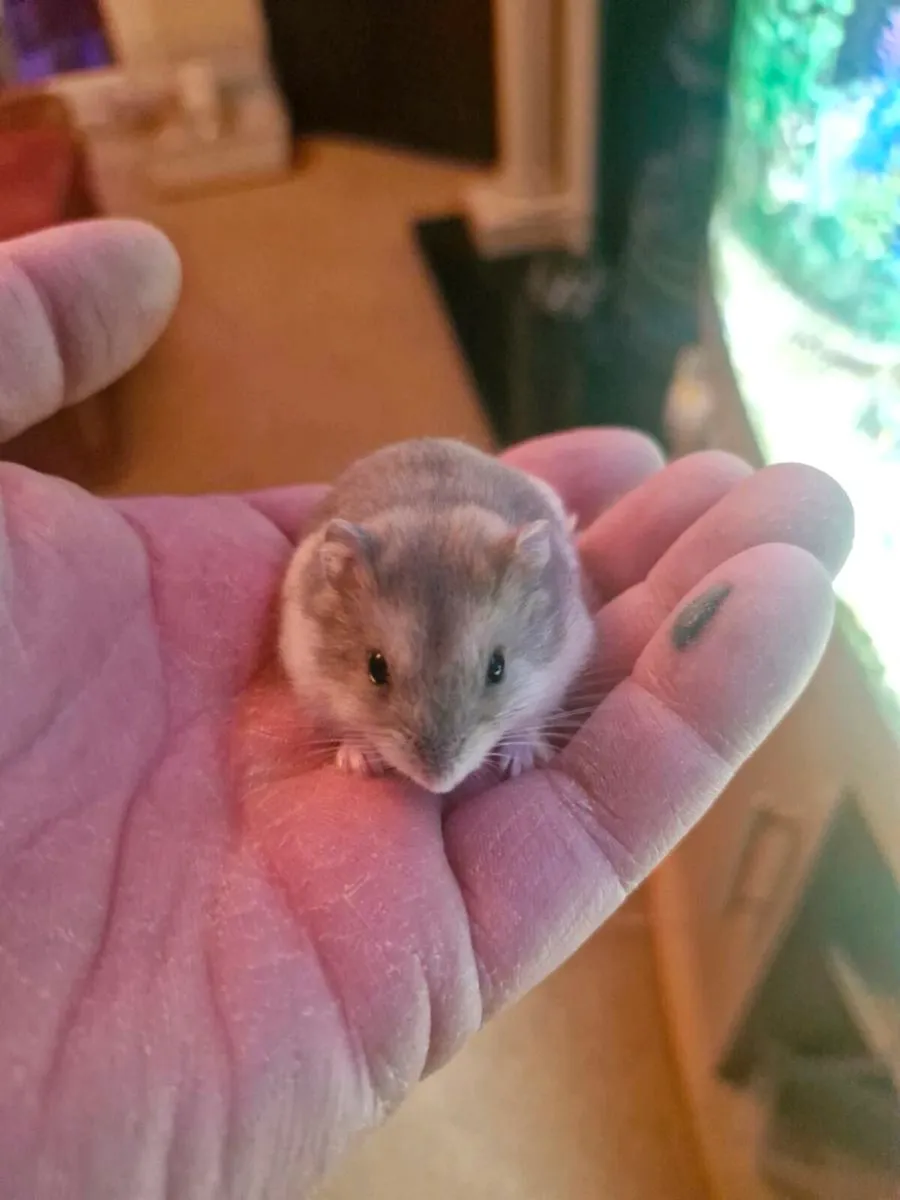 Dwarf hamsters only 1 left - Image 1