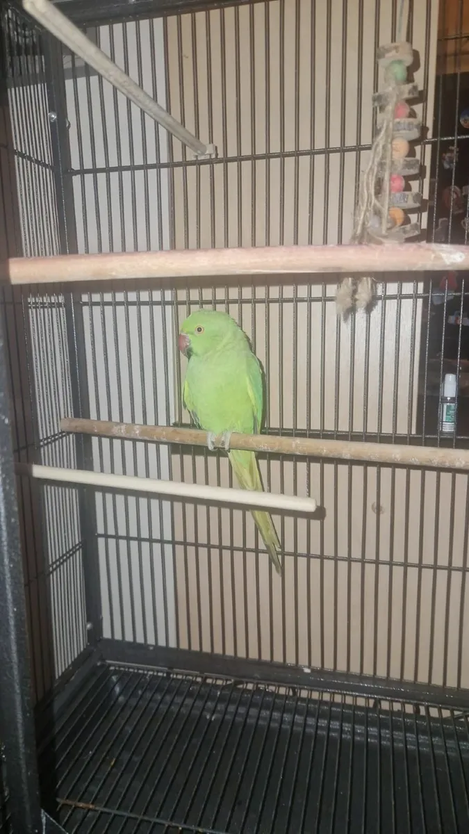 Indian ring net parrot and large cage - Image 1