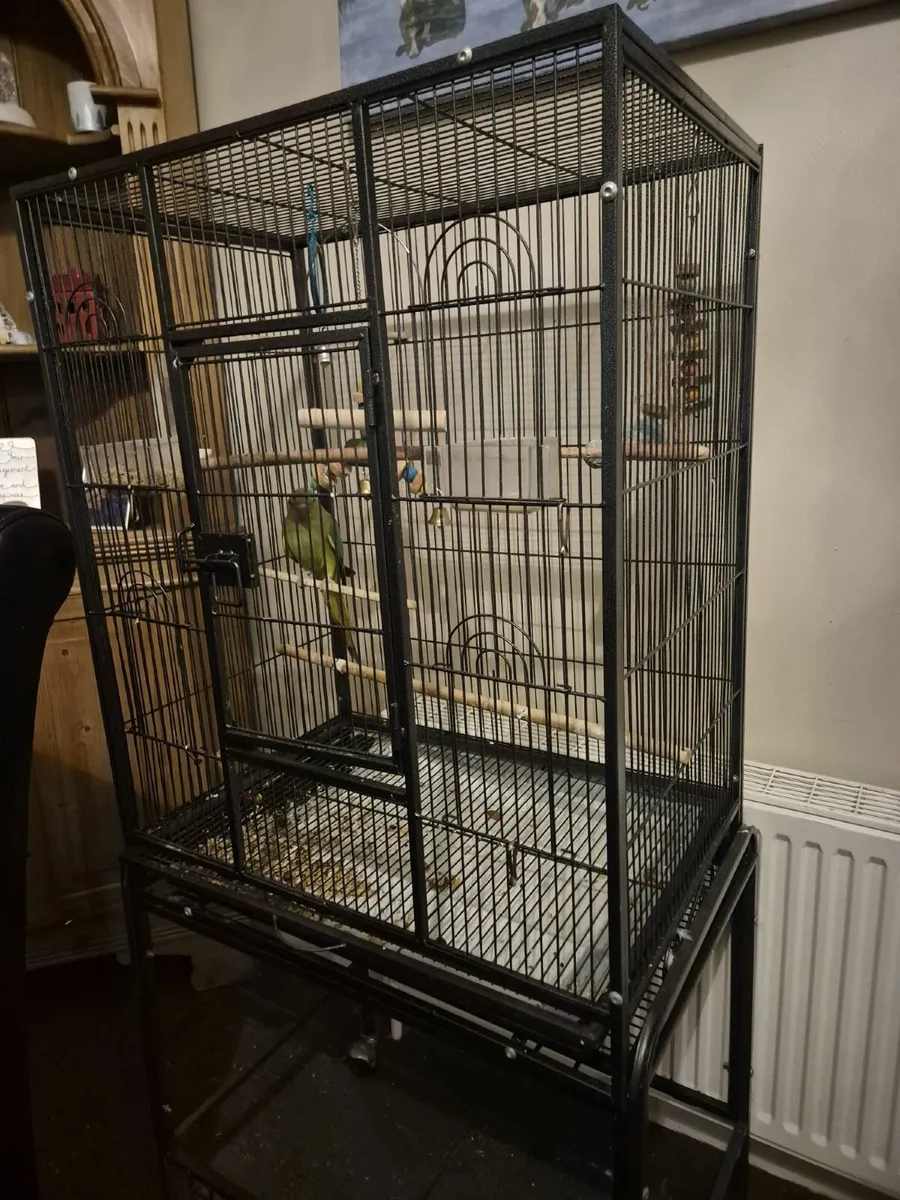 Indian ring net parrot and large cage - Image 2