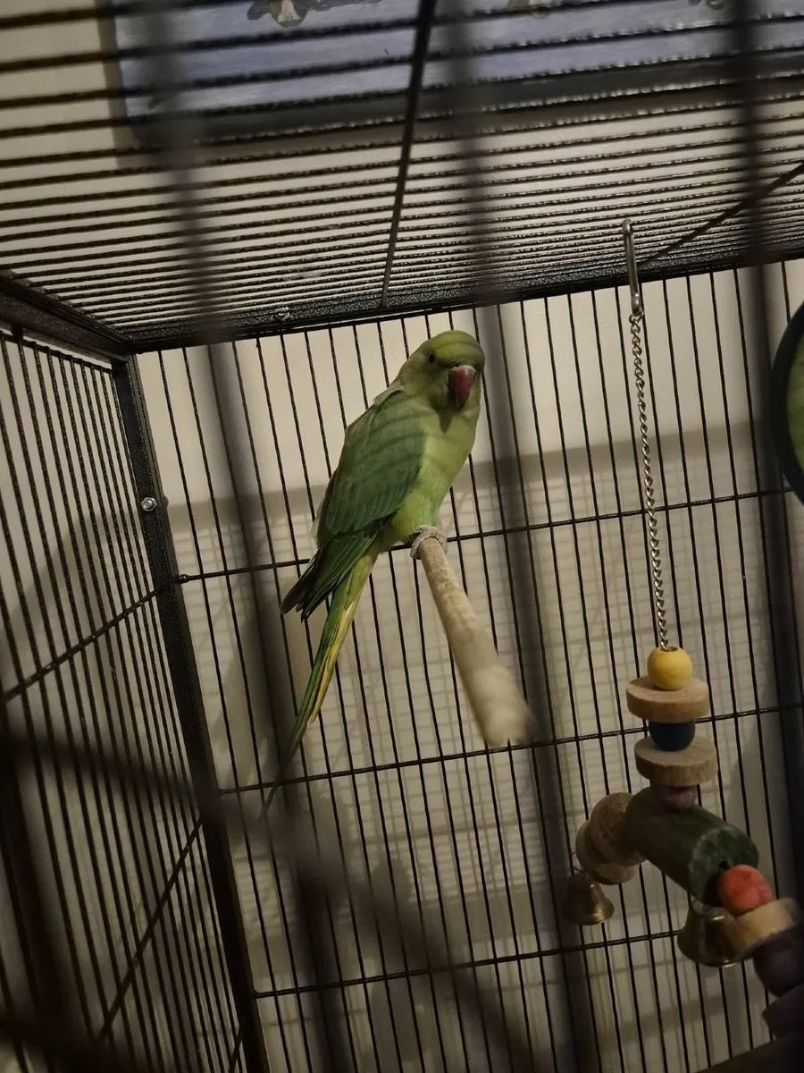 Indian ring net parrot and large cage - Image 3