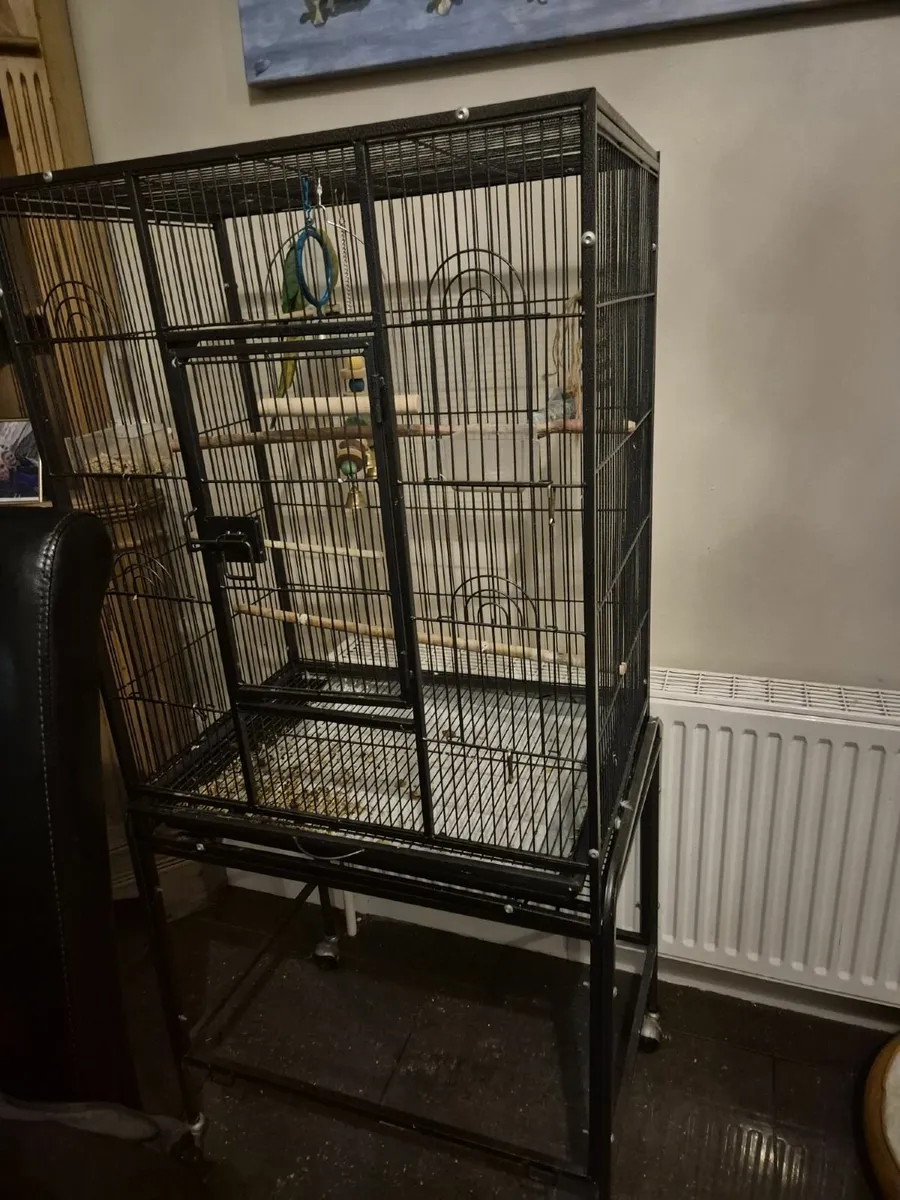 Indian ring net parrot and large cage - Image 4