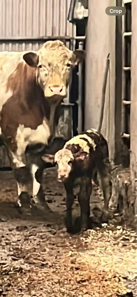 Foster calf