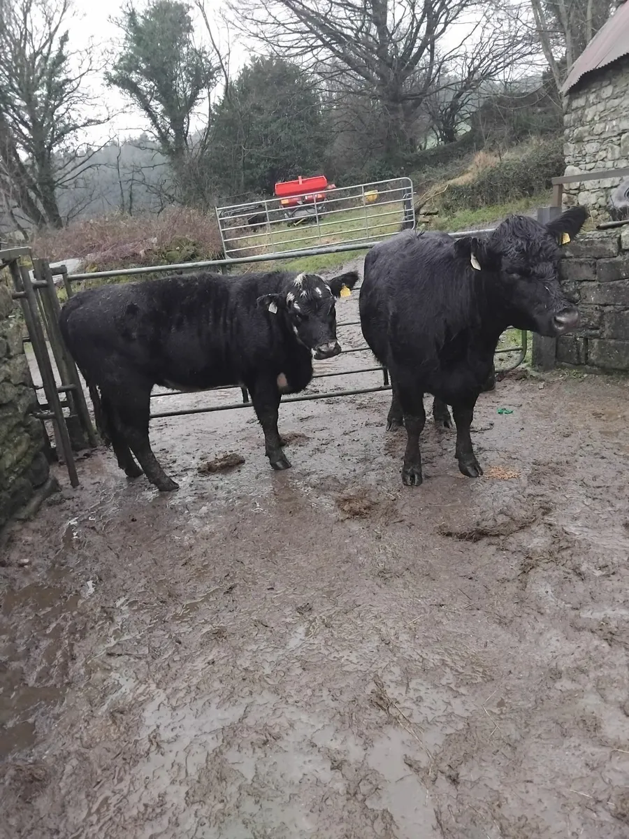 Suckler Angus cow and weanling heifer - Image 1