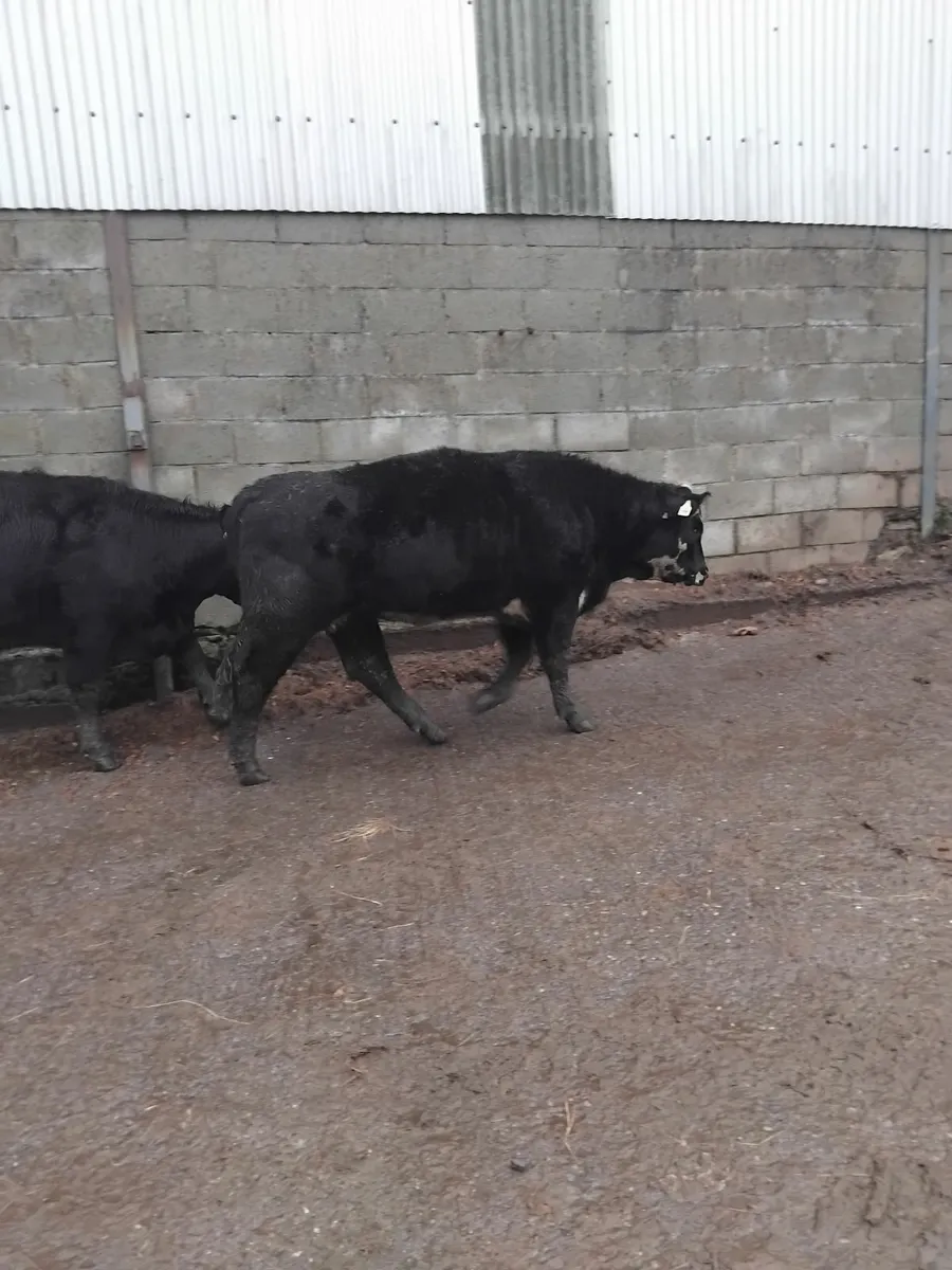 Suckler Angus cow and weanling heifer - Image 2