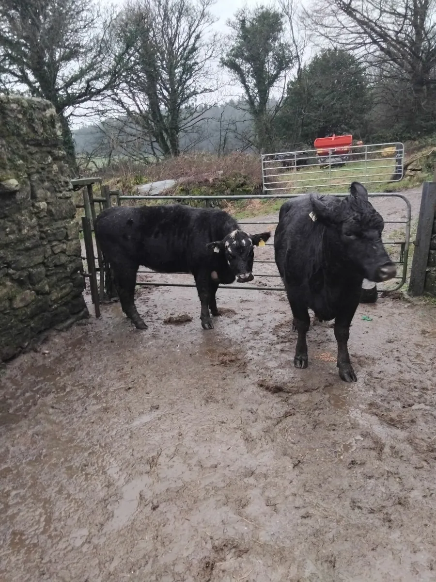 Suckler Angus cow and weanling heifer - Image 3