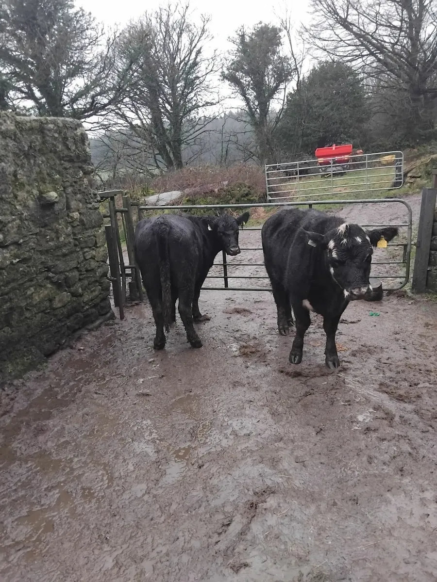 Suckler Angus cow and weanling heifer - Image 4