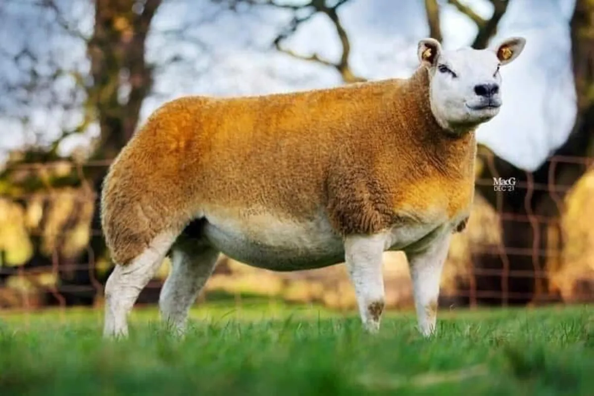 Pedigree Texel In Lamb Hoggets Carrick 29 Dec - Image 1