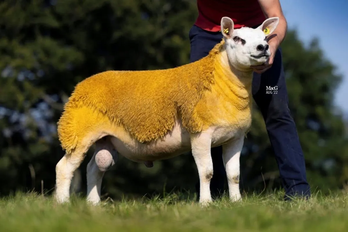 Pedigree Texel In Lamb Hoggets Carrick 29 Dec - Image 2