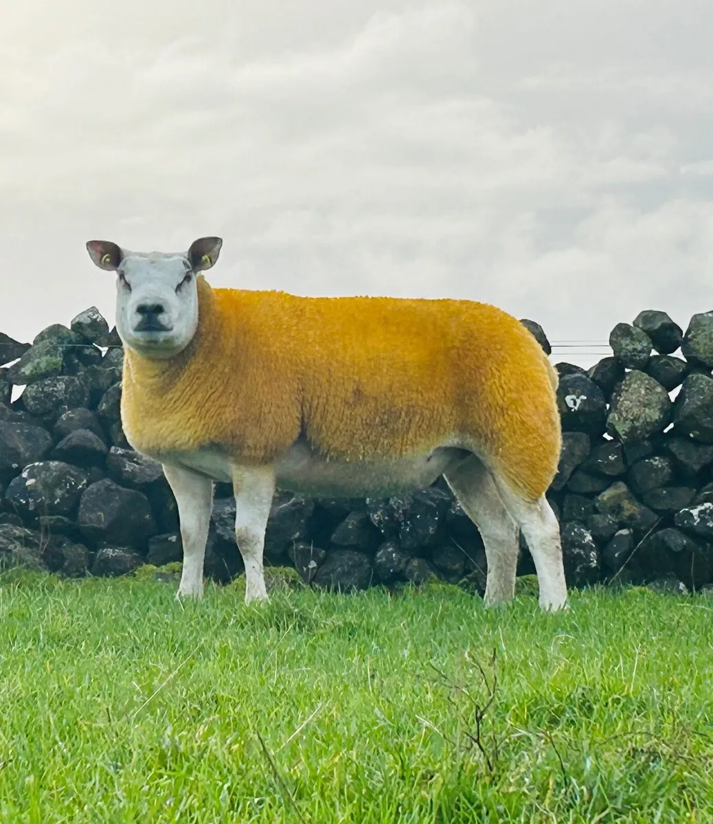 Pedigree Texel In Lamb Hoggets Carrick 29 Dec - Image 3