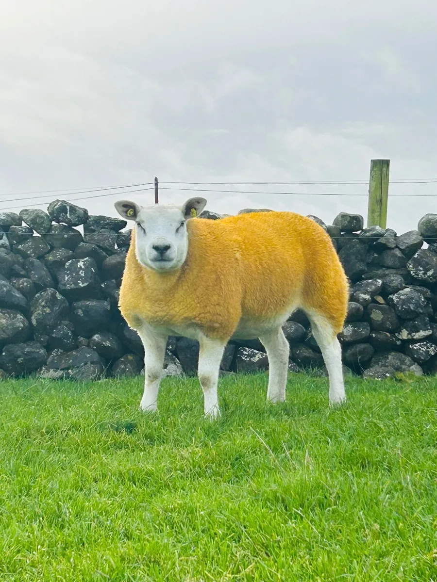 Pedigree Texel In Lamb Hoggets Carrick 29 Dec - Image 4