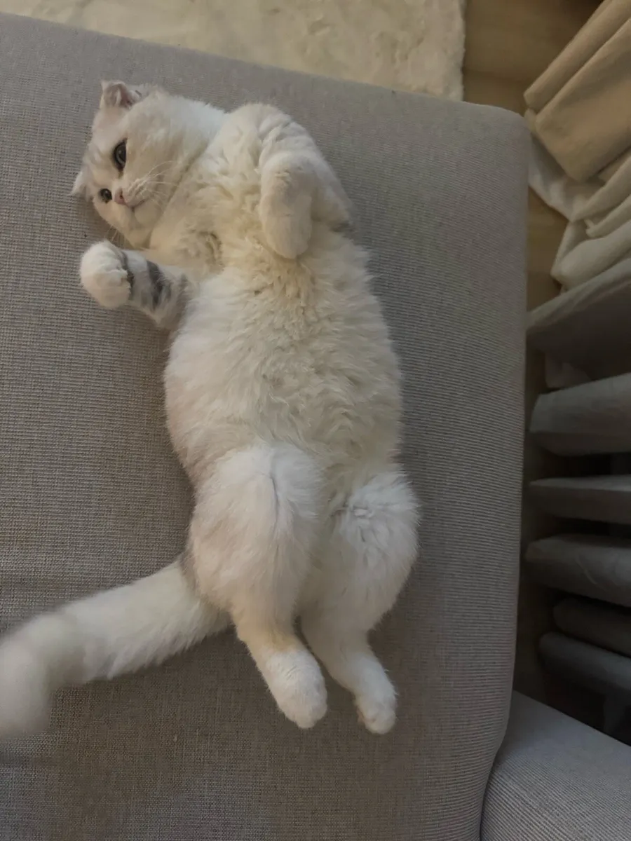 Scottish fold - Image 2