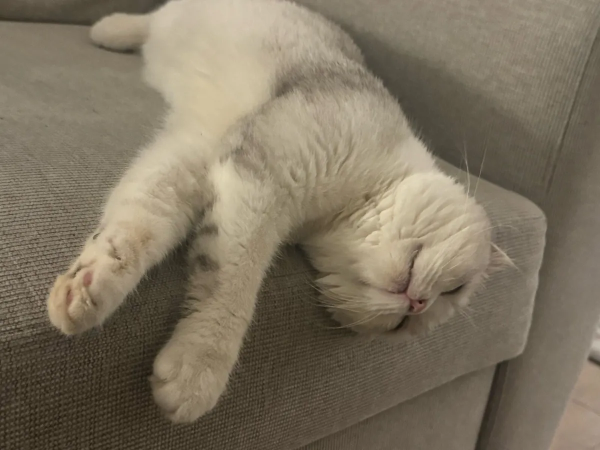 Scottish fold - Image 3