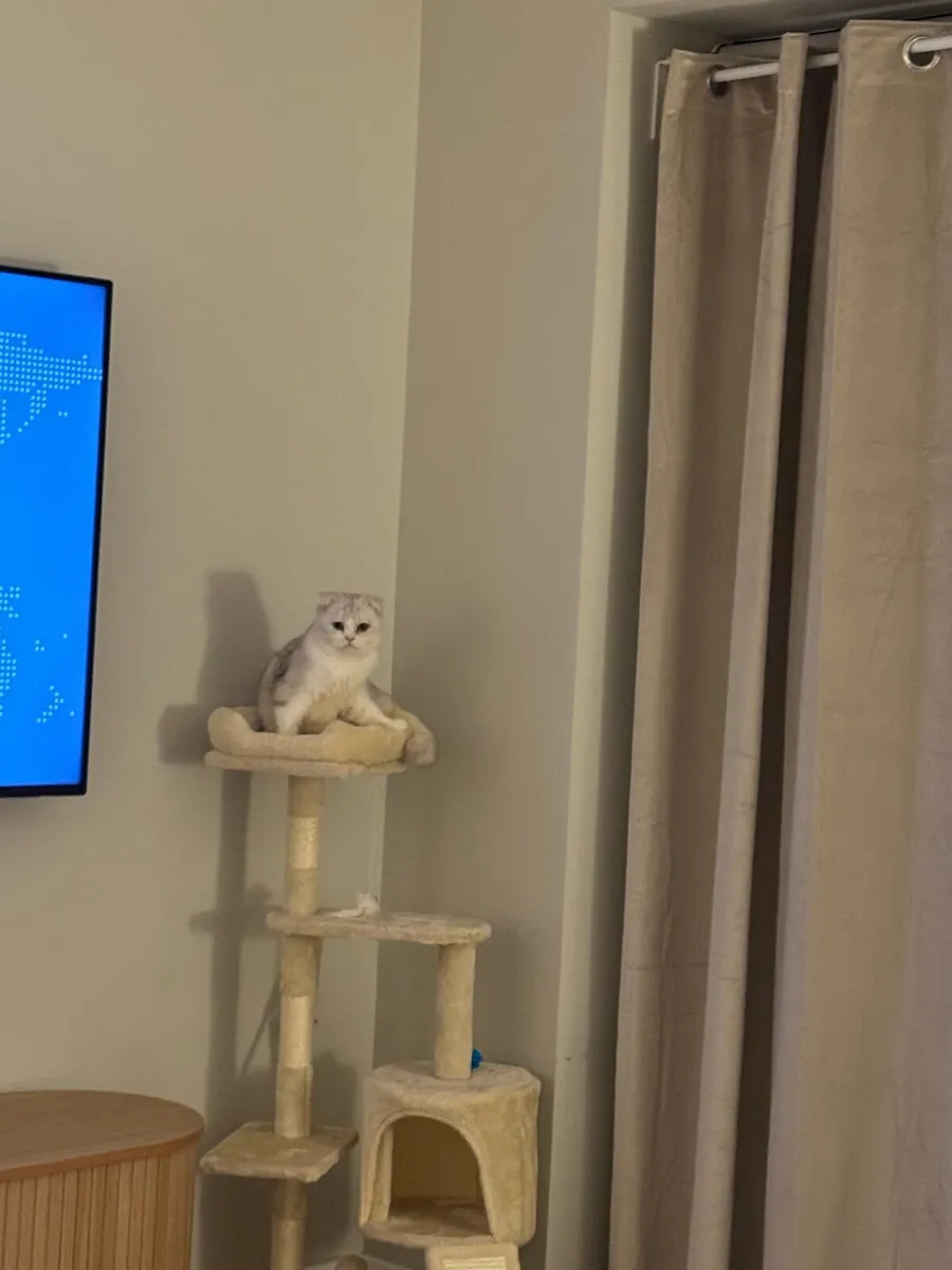 Scottish fold - Image 4