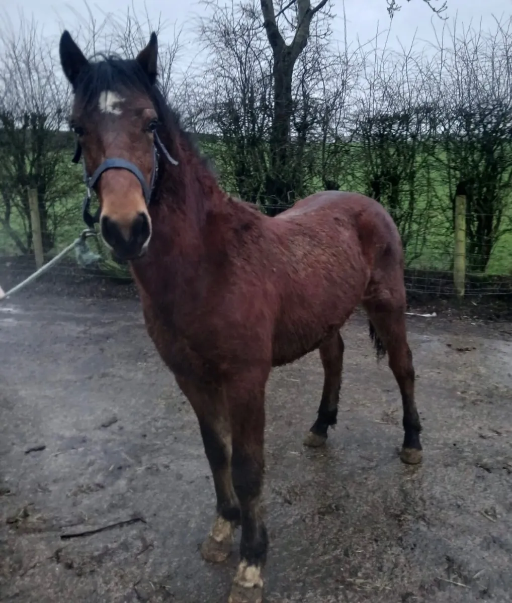 2yr old Connemara Gelding - Image 1