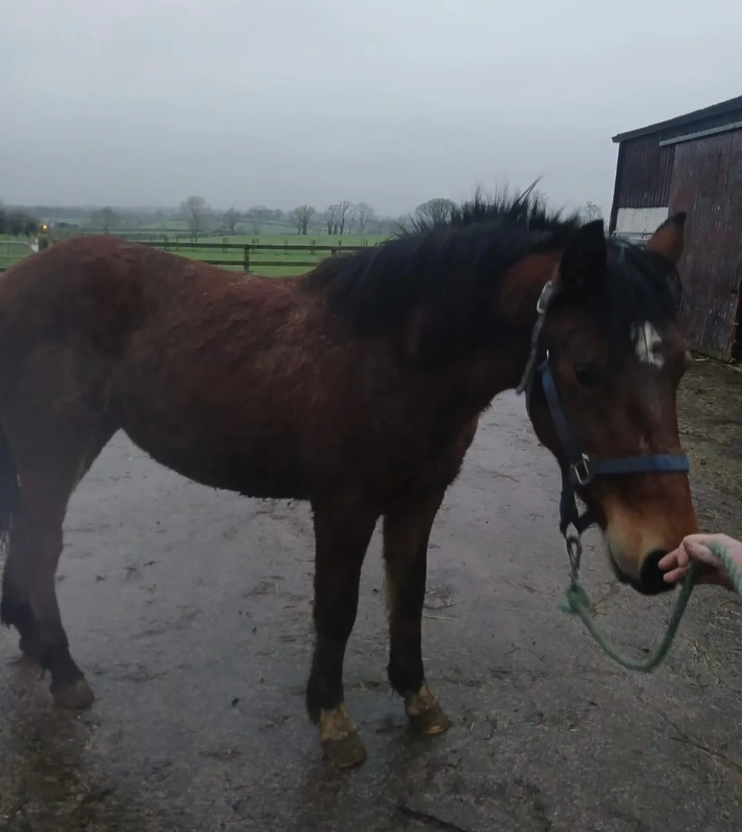 2yr old Connemara Gelding - Image 2