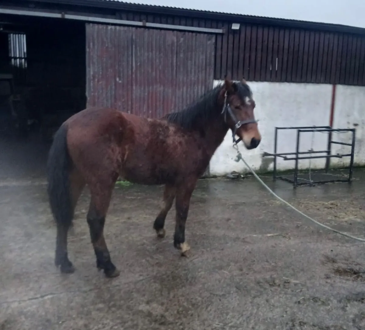 2yr old Connemara Gelding - Image 3