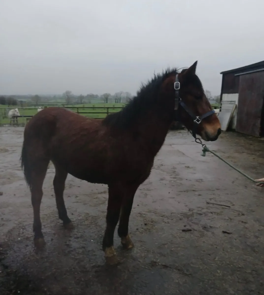 2yr old Connemara Gelding - Image 4