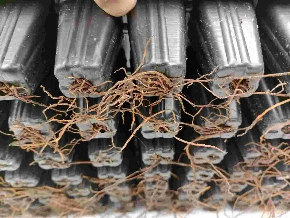 thuja occ. smaragd, danica 0,19 eur - Image 2