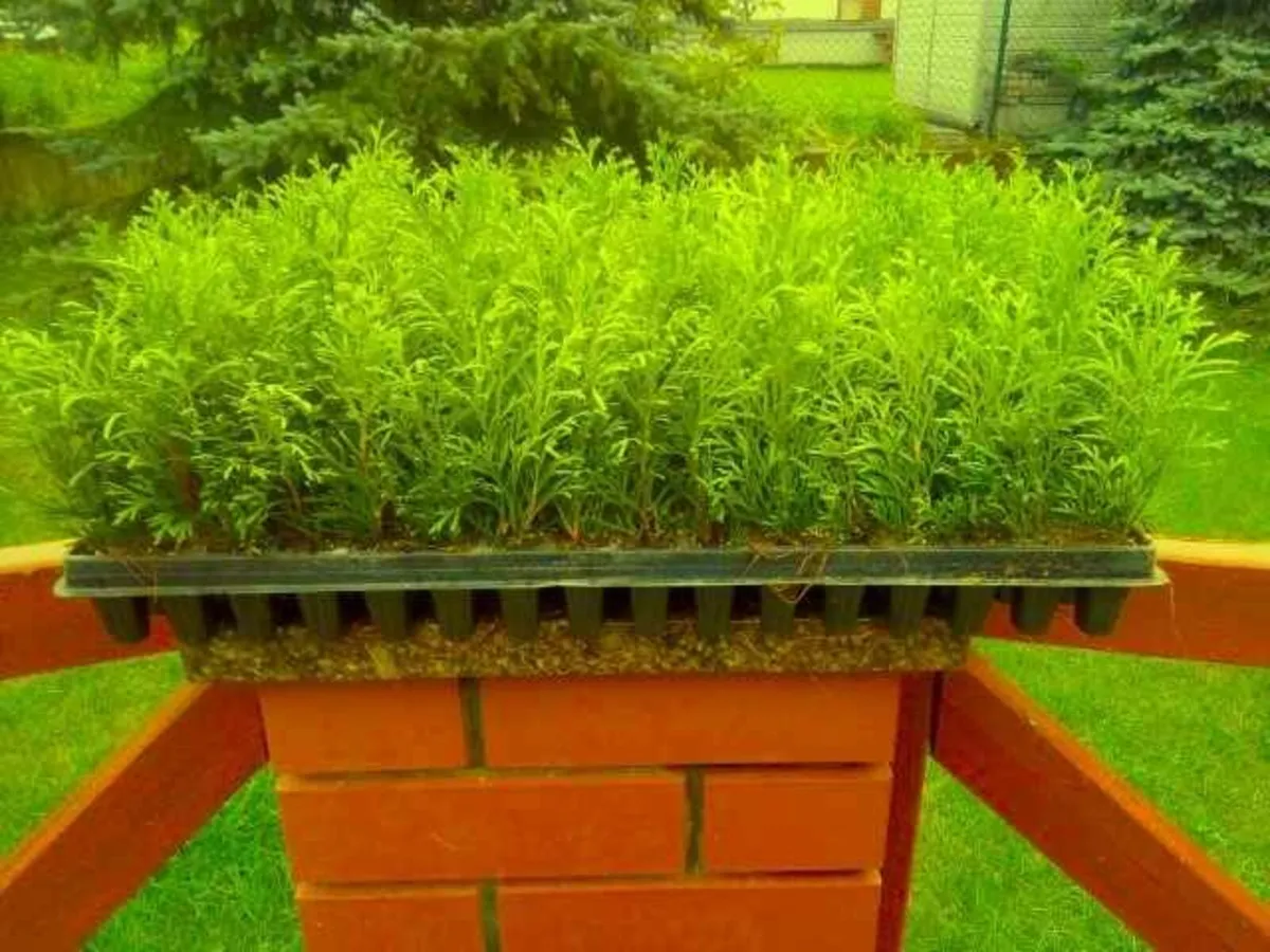 thuja occ. smaragd, danica 0,19 eur - Image 3