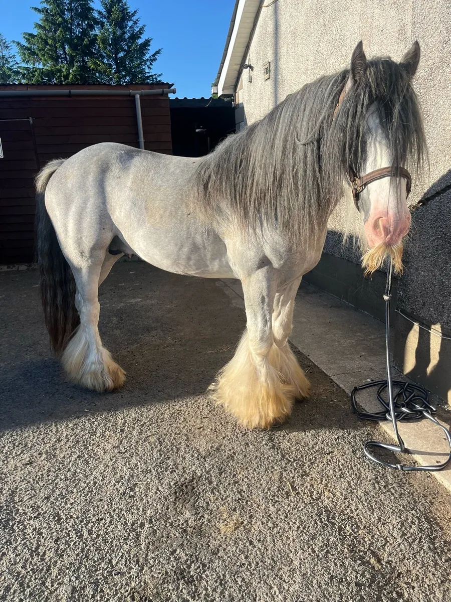 Alrounder mare in foal - Image 2