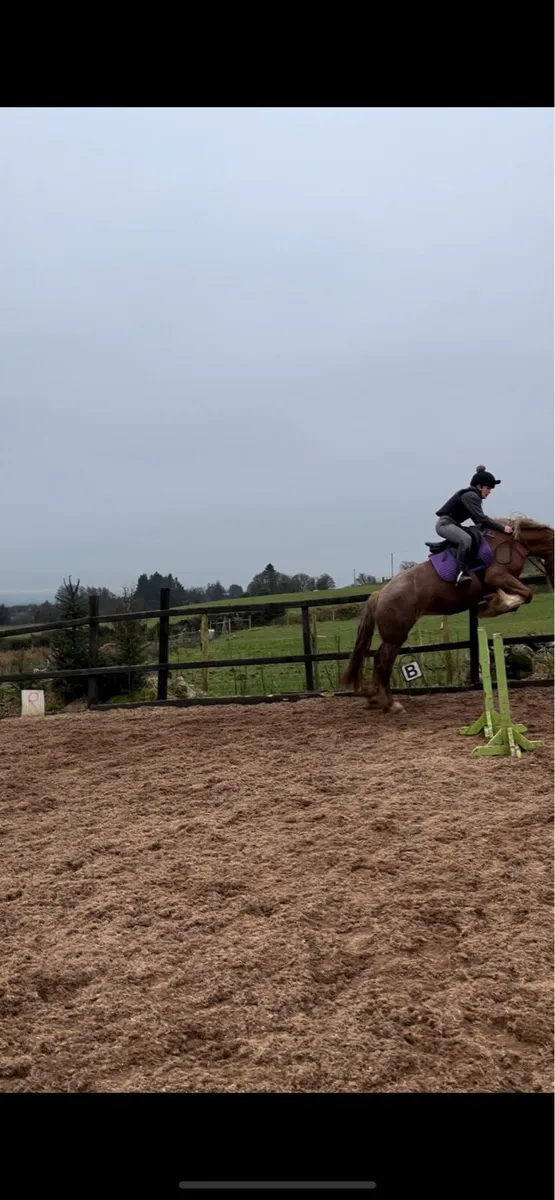 Alrounder mare in foal - Image 1