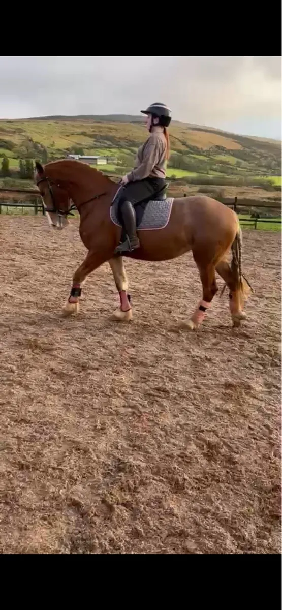 Alrounder mare in foal - Image 3