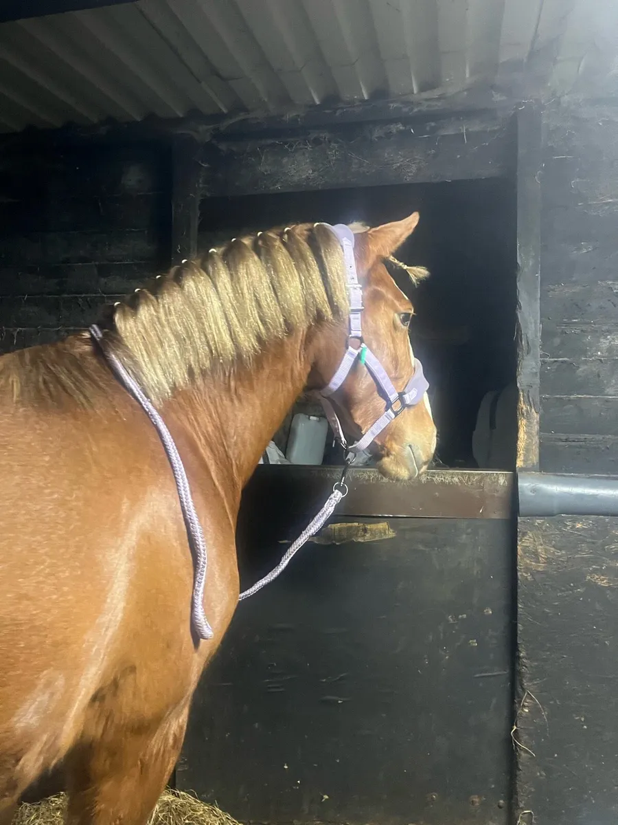 Alrounder mare in foal - Image 4