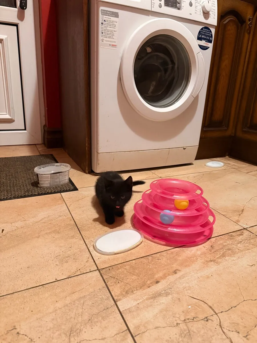 Beautiful little kitten🩷 - Image 2