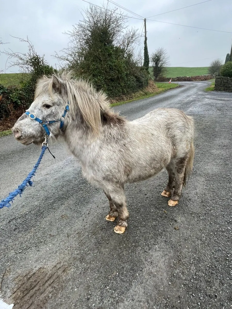 Gelding pony - Image 2