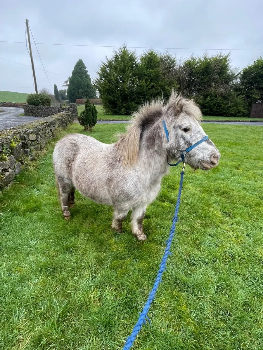 Gelding pony - Image 3