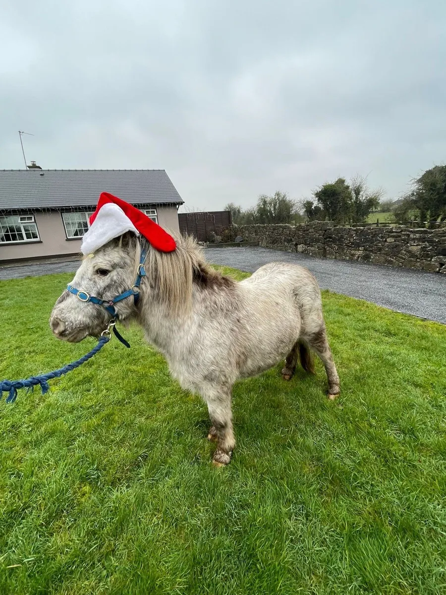 Gelding pony - Image 4