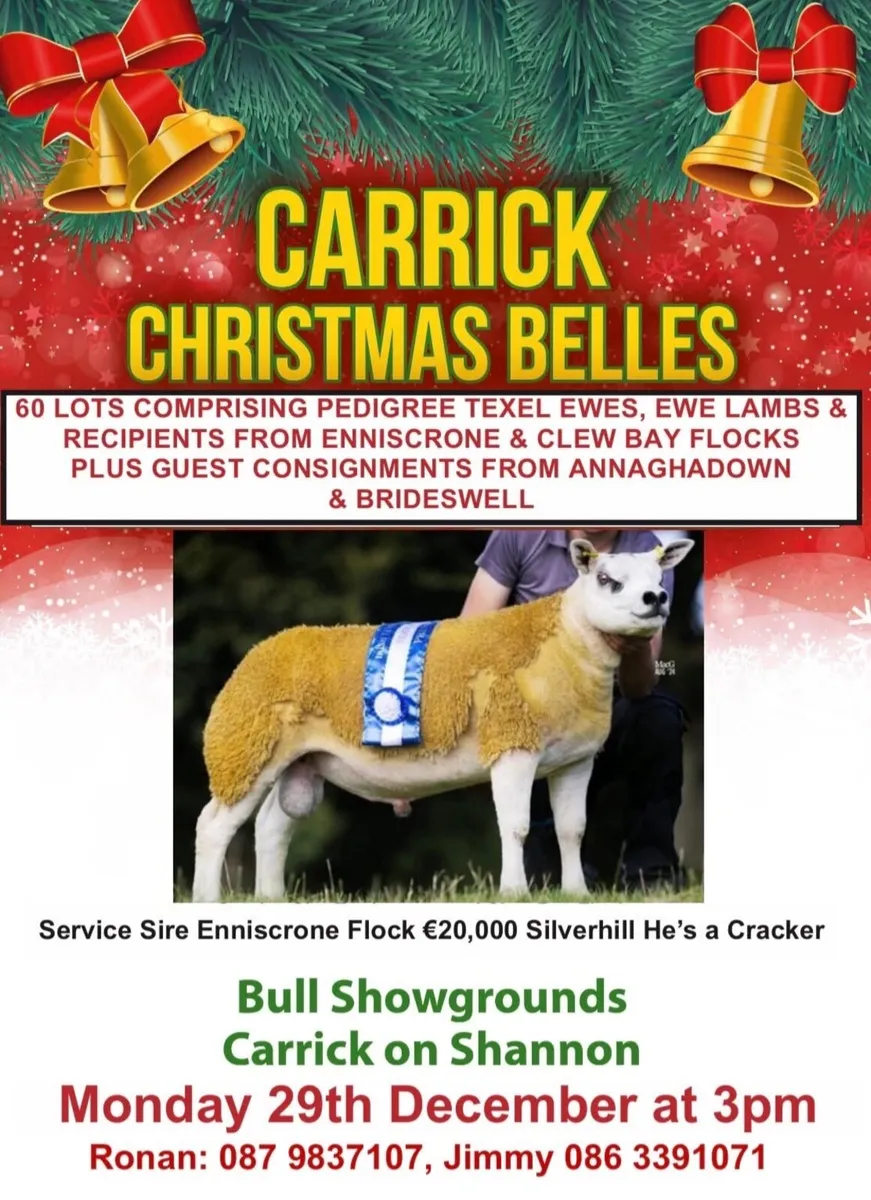 Pedigree Texel ewes- Carrick Christmas Belles - Image 1