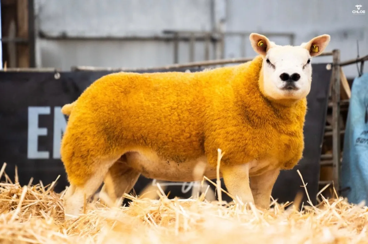 Pedigree Texel ewes- Carrick Christmas Belles - Image 2