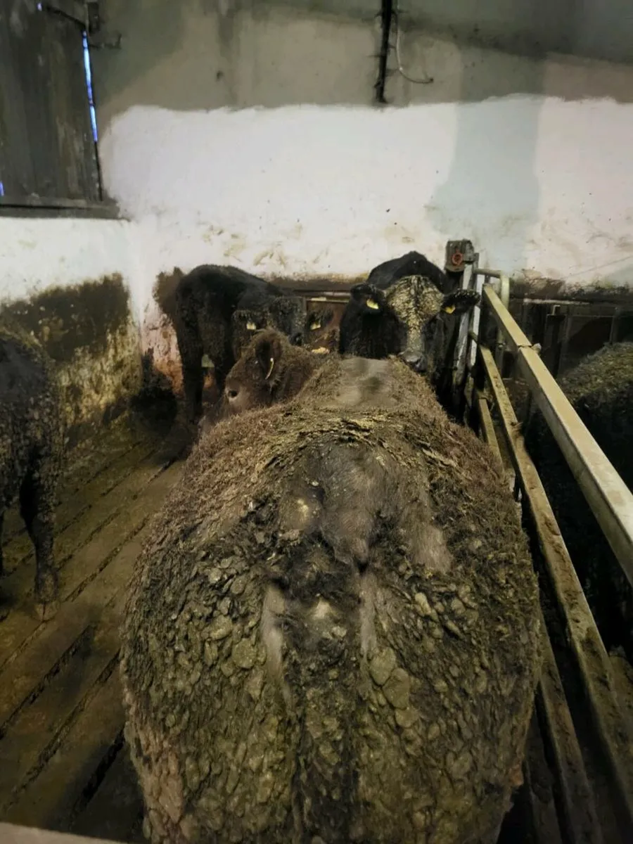 Suckler Angus Heifers - Image 4