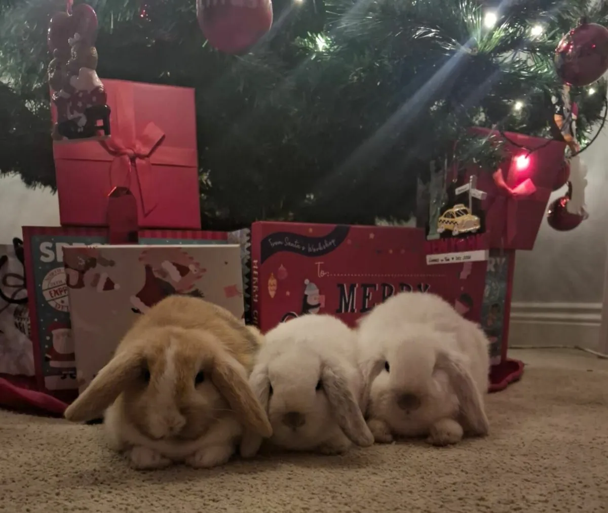 Mini-Lop Bunnies - Image 1