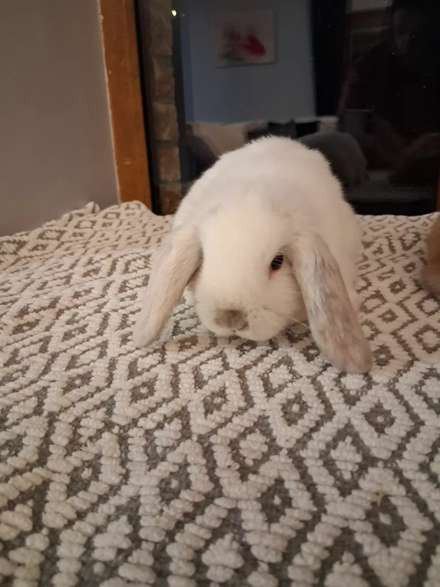 Mini-Lop Bunnies - Image 2