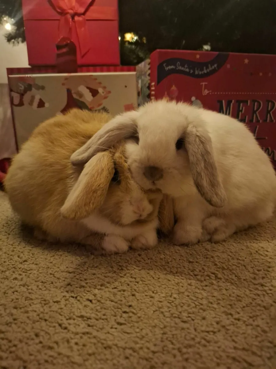 Mini-Lop Bunnies - Image 3