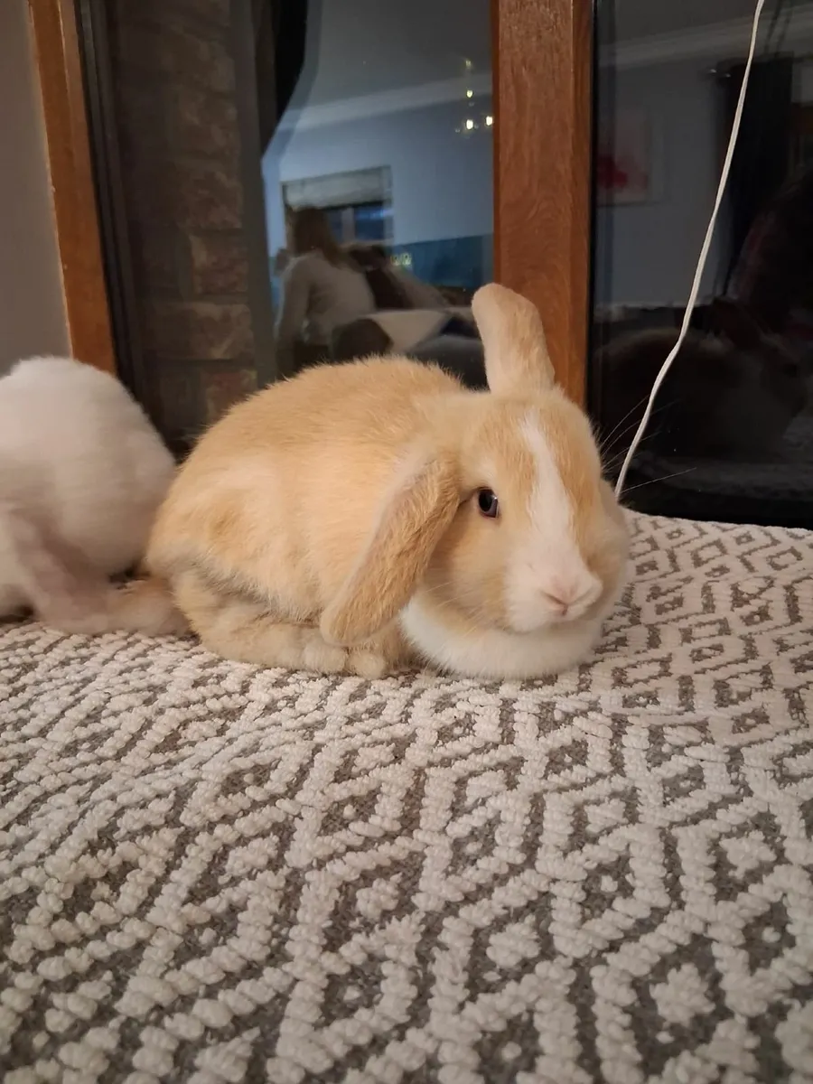 Mini-Lop Bunnies - Image 4