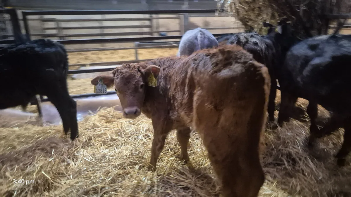 10 Colour calves for sale - Image 4