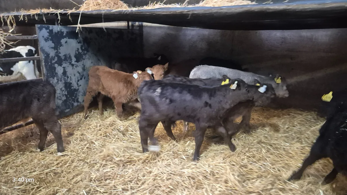 10 Colour calves for sale - Image 1