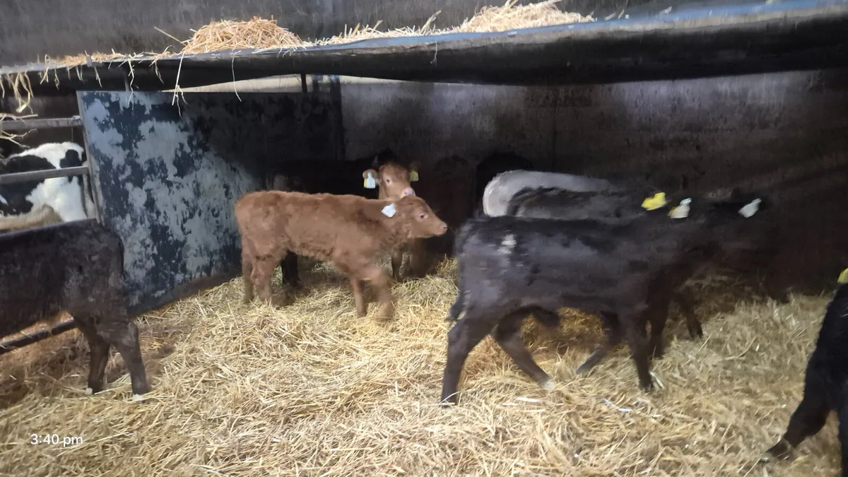 10 Colour calves for sale - Image 3