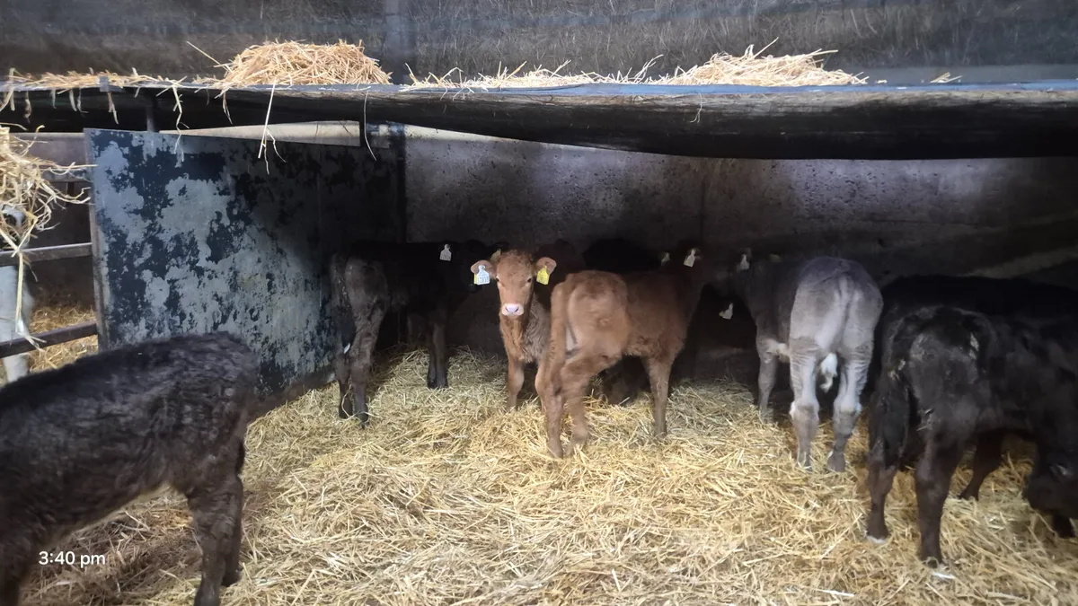 10 Colour calves for sale - Image 2