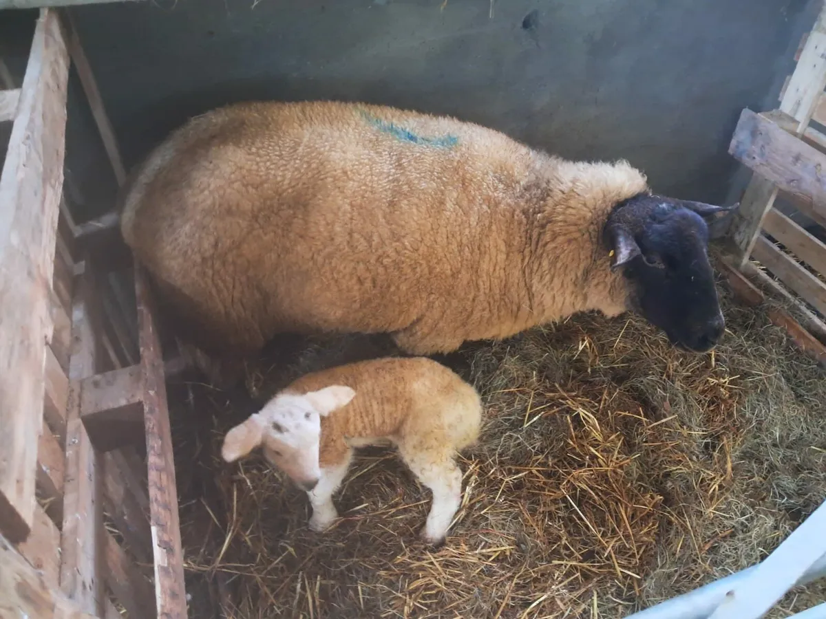 Lovely Suffolk Ewe with Texel Lamb