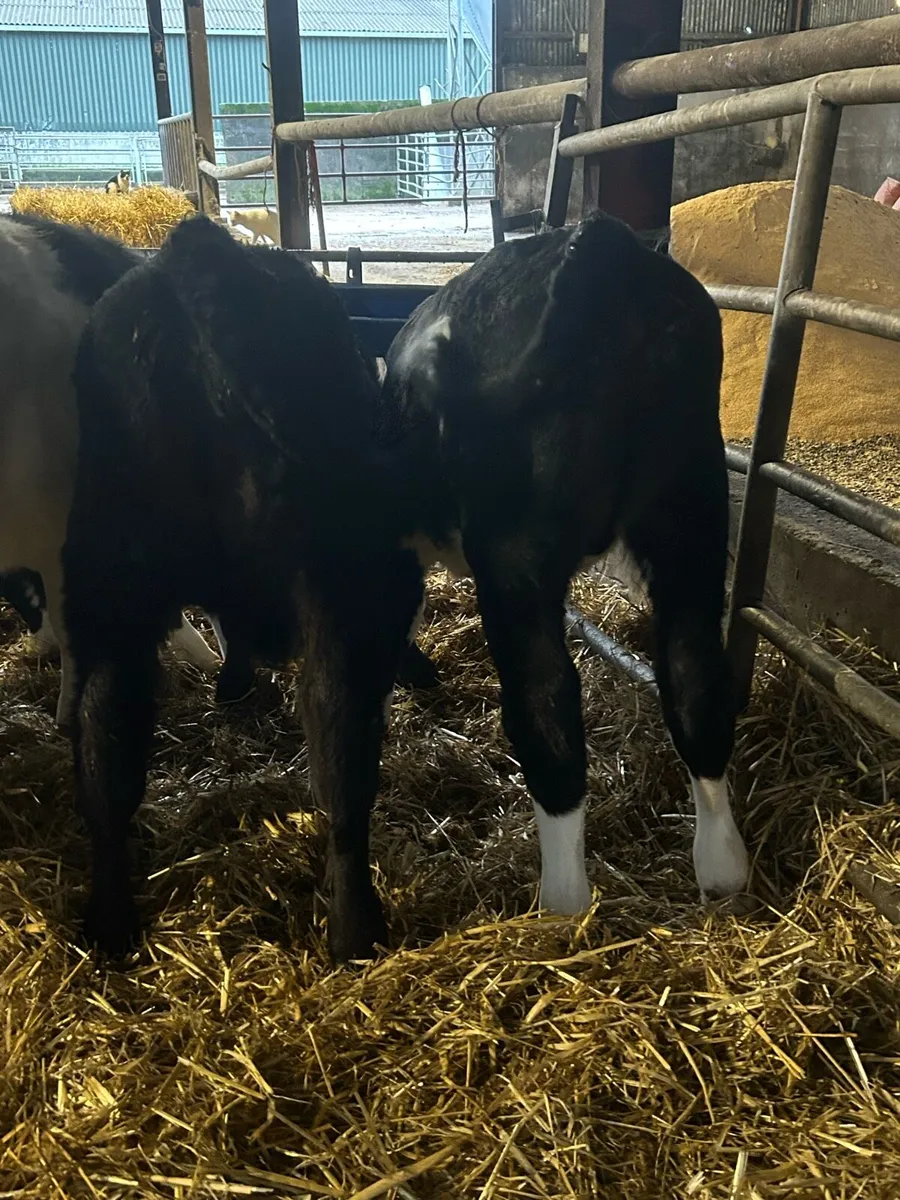 Strong calves - Image 2