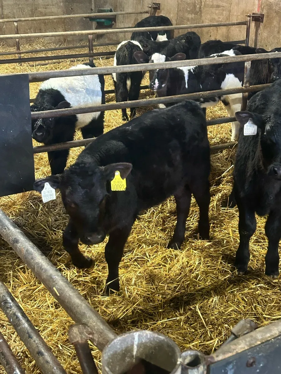 Strong calves - Image 3