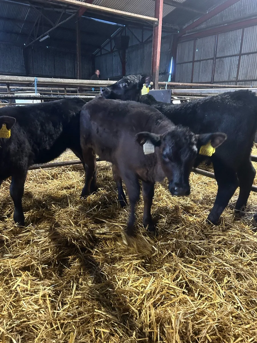 Strong calves - Image 4