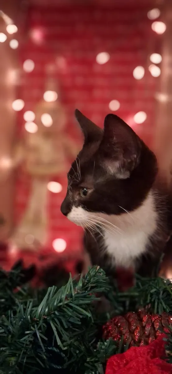 Christmas Kitten Male for loving home - Image 3