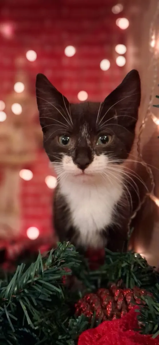 Christmas Kitten Male for loving home - Image 4