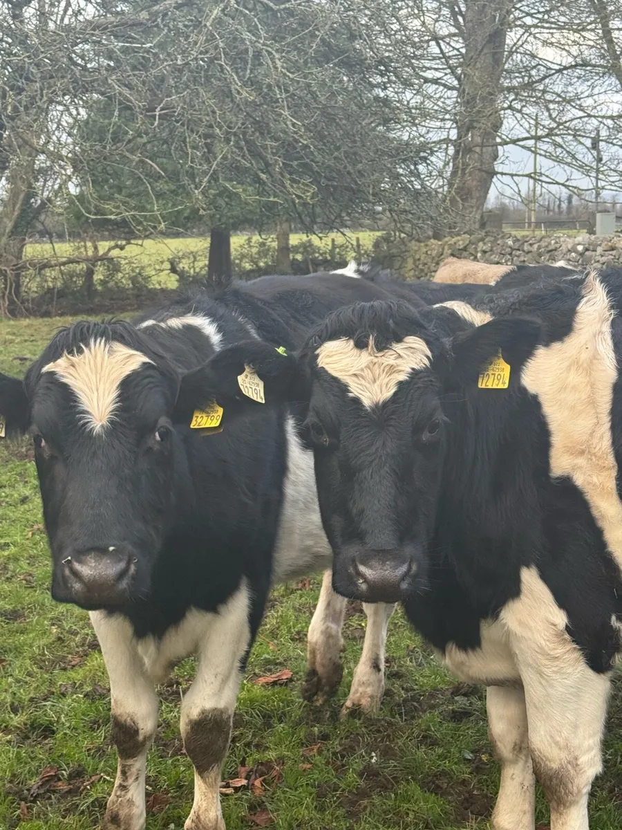 Cattle For Sale - Image 3