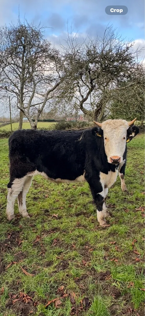 Cattle For Sale - Image 2